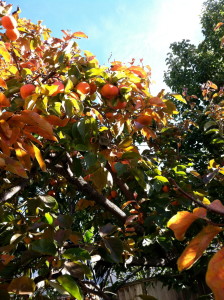 Persimmon tree