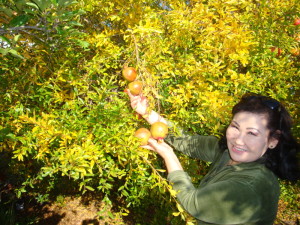 Oyunaa picking persimmons