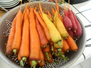 Carrots from the garden