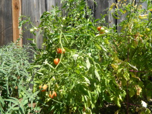 Tomato vine in the garden