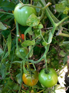 Green tomatoes on the vine