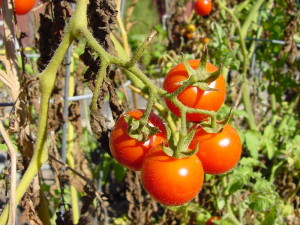 Tomatoes on the vine