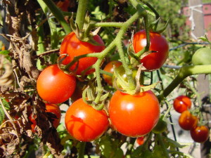 Tomatoes on the vine